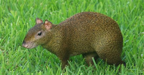 cousin of agoutis nyt|More.